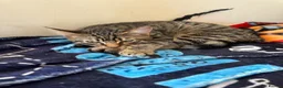 Mixed Breed cats for sale: Two gorgeous kittens  - Advert 1