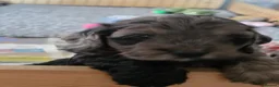 Cockapoo dogs for sale: Stunning health tested cockapoos - Advert 11