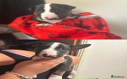 Bull Terrier dogs for sale: READY NOW. KC REGISTERED Bull Terrier Puppies - Image 6