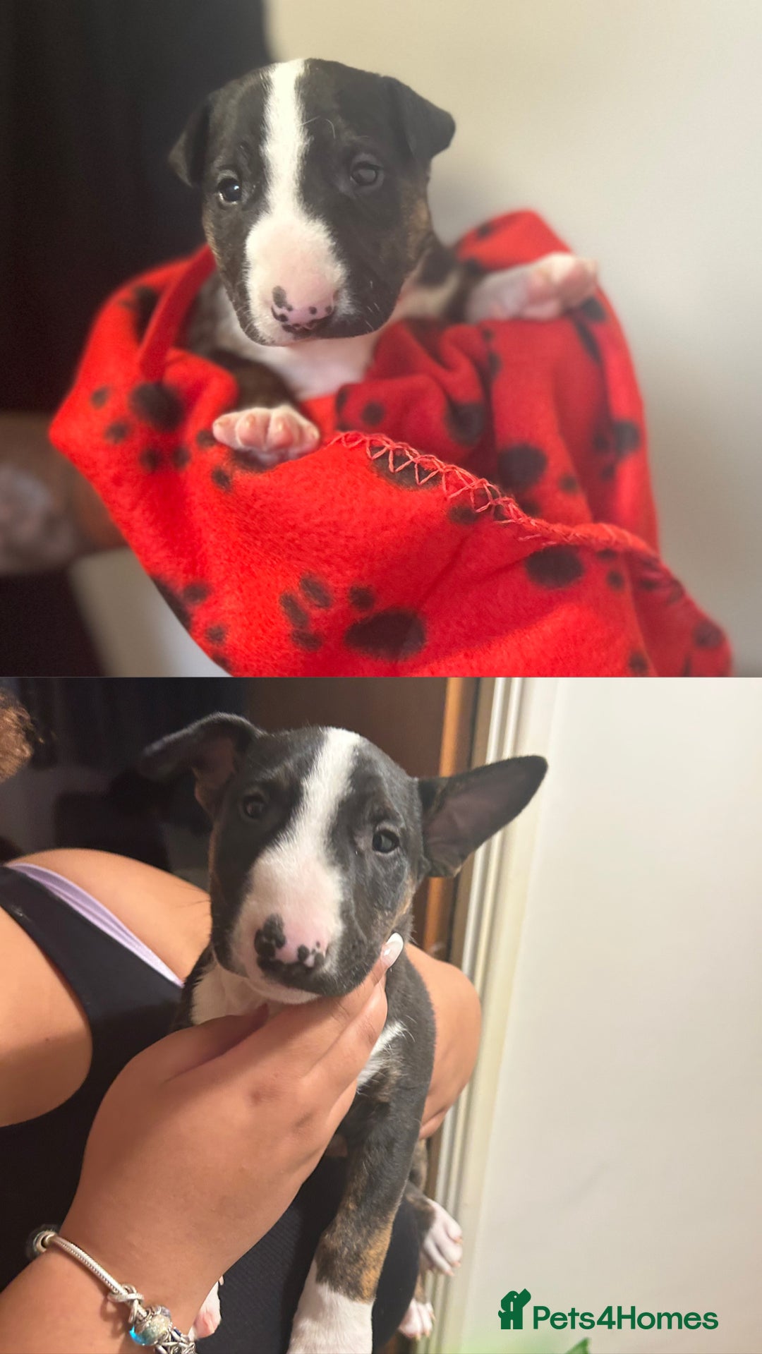 Bull Terrier dogs for sale: READY NOW. KC REGISTERED Bull Terrier Puppies - Image 6