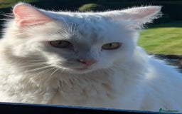 Mixed Breed cats for sale: Squib 🤍& Mort 🖤 - Image 6