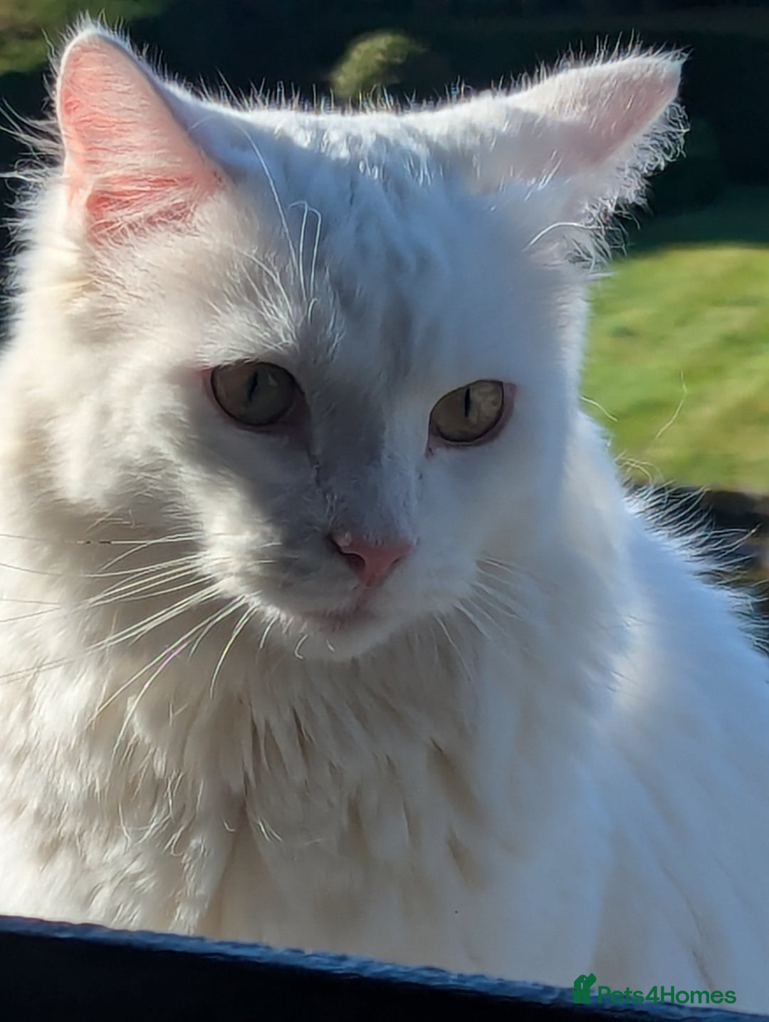 Mixed Breed cats for sale: Squib 🤍& Mort 🖤 - Image 6