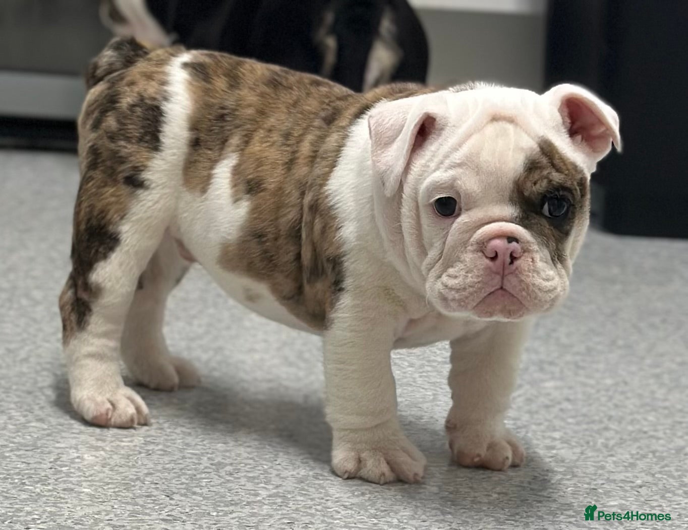 English Bulldog dogs 🌟Ready Now!🌟 - Advert 5