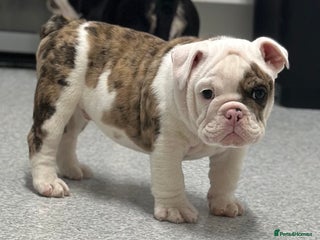 English Bulldog dogs 🌟Ready Now!🌟 - Advert 5