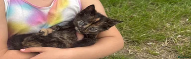 🧡🖤 Tortoiseshell Kitten