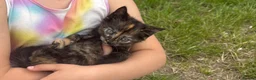 Mixed Breed cats for sale: 🐾 Adorable Kittens Looking for Their Forever Home - Advert 4