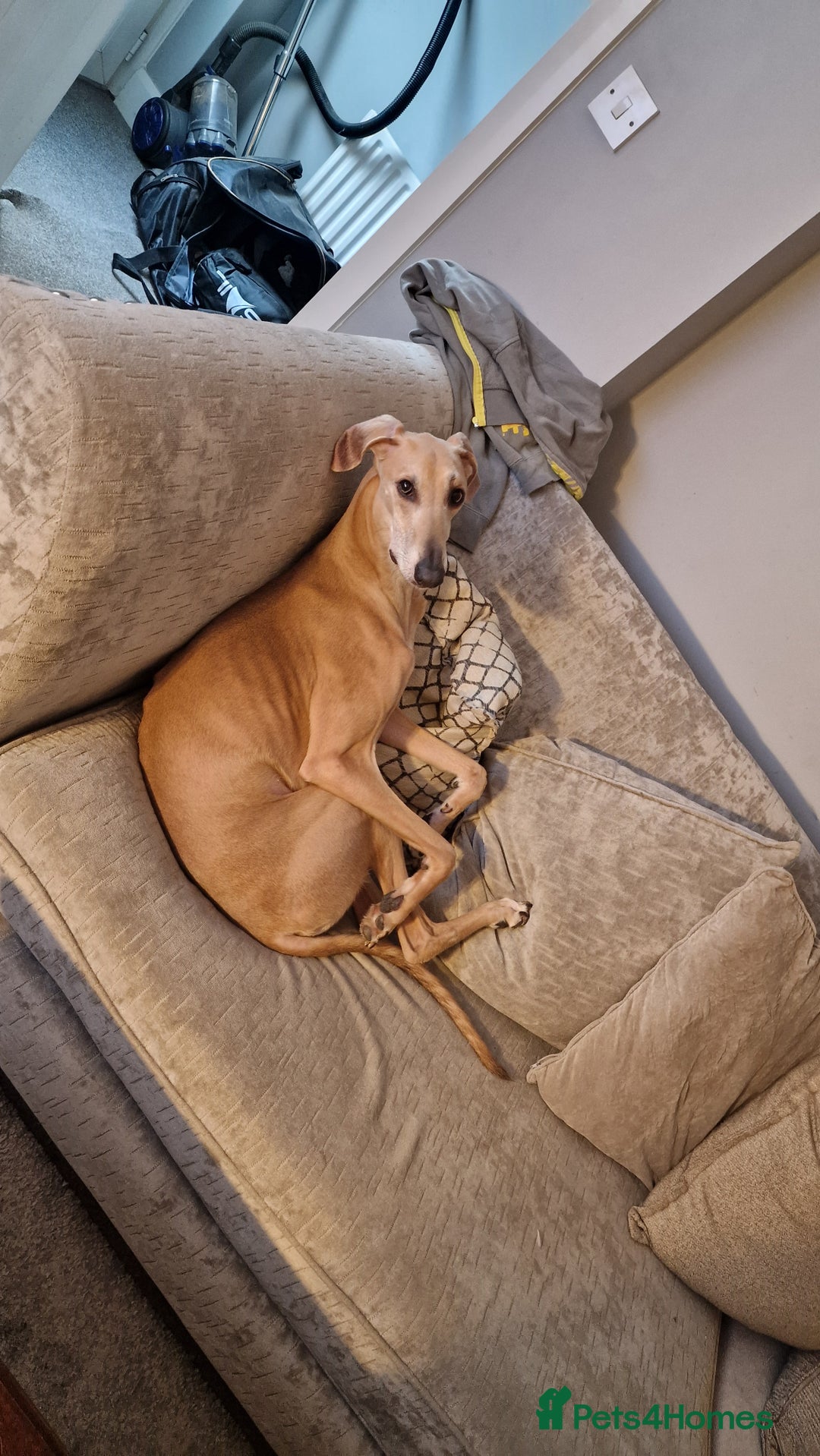 Mixed Breed dogs for sale: Saluki Greyhound Whippet.  - Advert 3