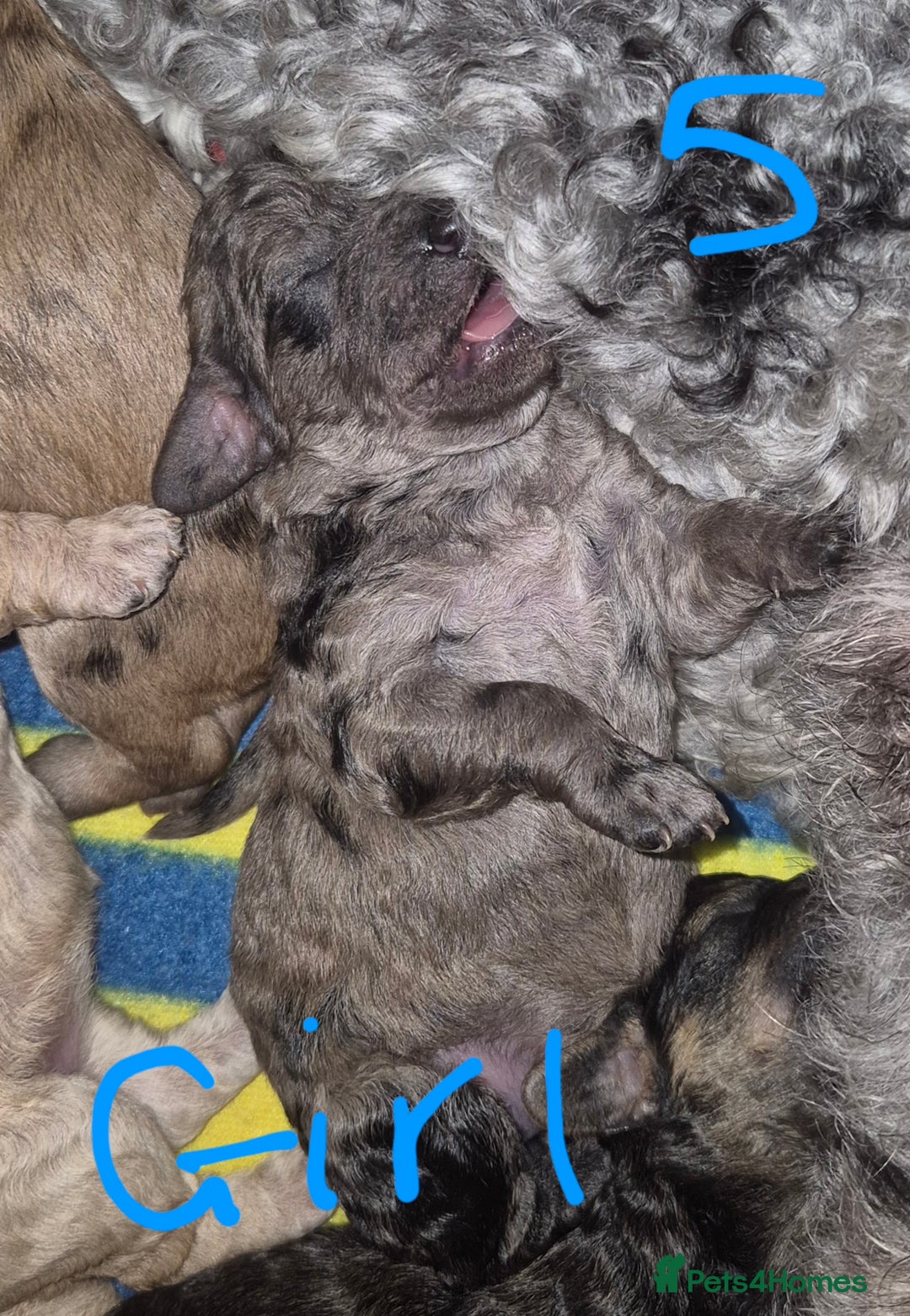 Mixed Breed dogs for sale: Gorgeous cavapoochon puppies - Image 19