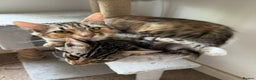 Mixed Breed cats for sale: Gorgeous mixed bengal cats looking for a new home. - Advert 2