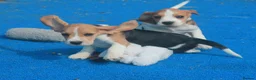 Beagle dogs for sale: READY NOW KENNEL CLUB REG BEAGLE PUPPIES - Advert 13