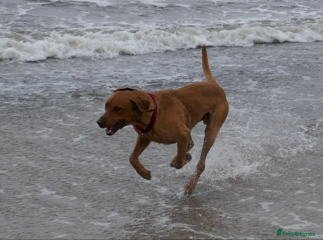 Labrador Retriever dogs for stud: Styanding at stud Fox Red Labrador Retriever - Advert 9