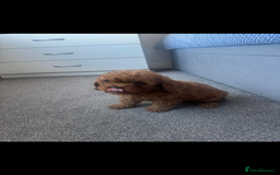 Cavapoo dogs for sale: Stunning health tested f1 Cavapoos ready now  - Image 6