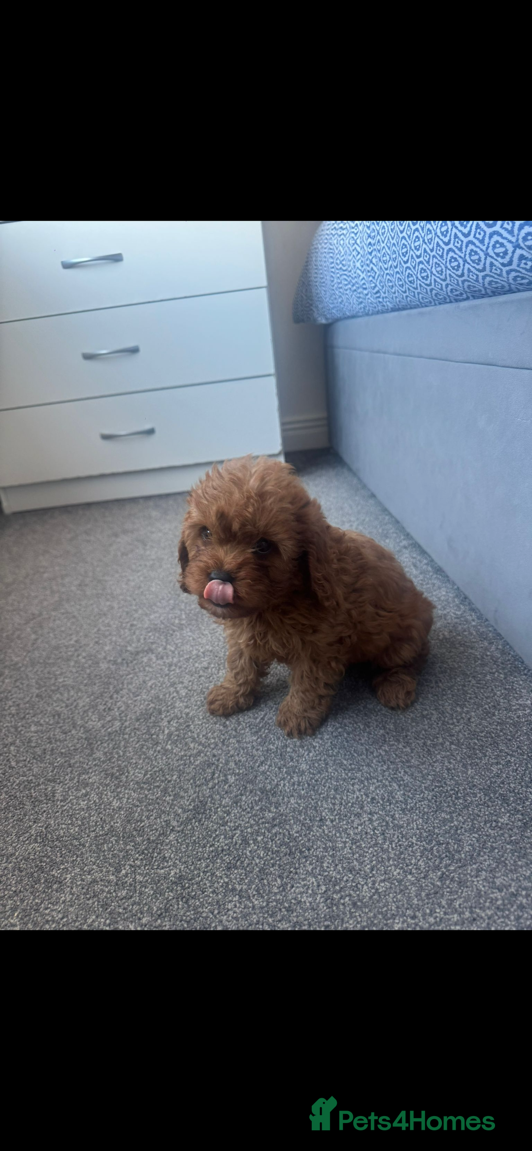 Cavapoo dogs for sale: Stunning health tested f1 Cavapoos ready now  - Image 6