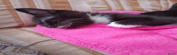 Mixed Breed cats for sale: Sweet Kittens in Peterborough - Advert 4