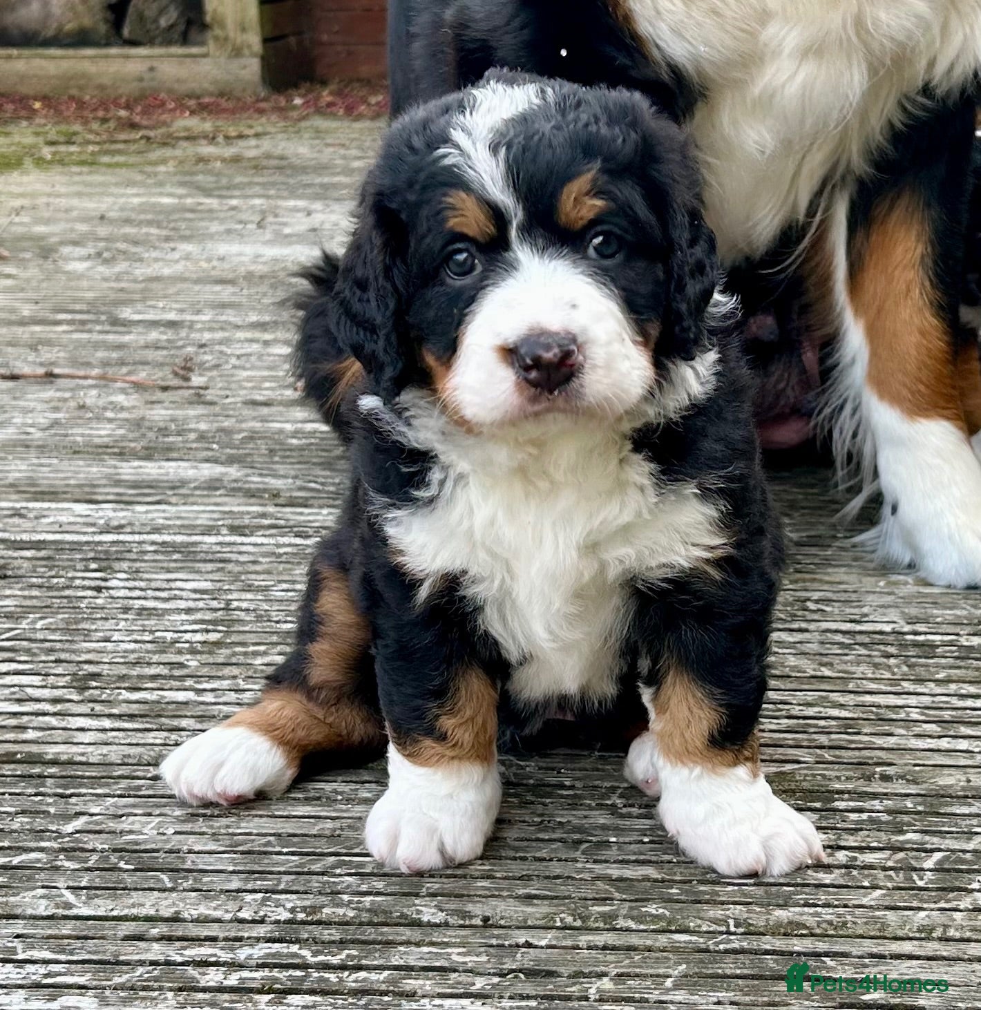 Bernedoodle dogs Gorgeous tri-colour Bernedoodle puppies  - Advert 4