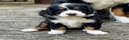 Bernedoodle dogs for sale: Gorgeous tri-colour Bernedoodle puppies  - Advert 1