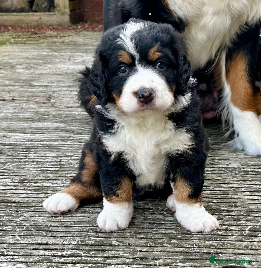 Bernedoodle dogs for sale: Gorgeous tri-colour Bernedoodle puppies  - Advert 1