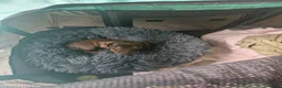 Miniature Dachshund dogs for sale: 2 month female. Dachhund - Advert 3