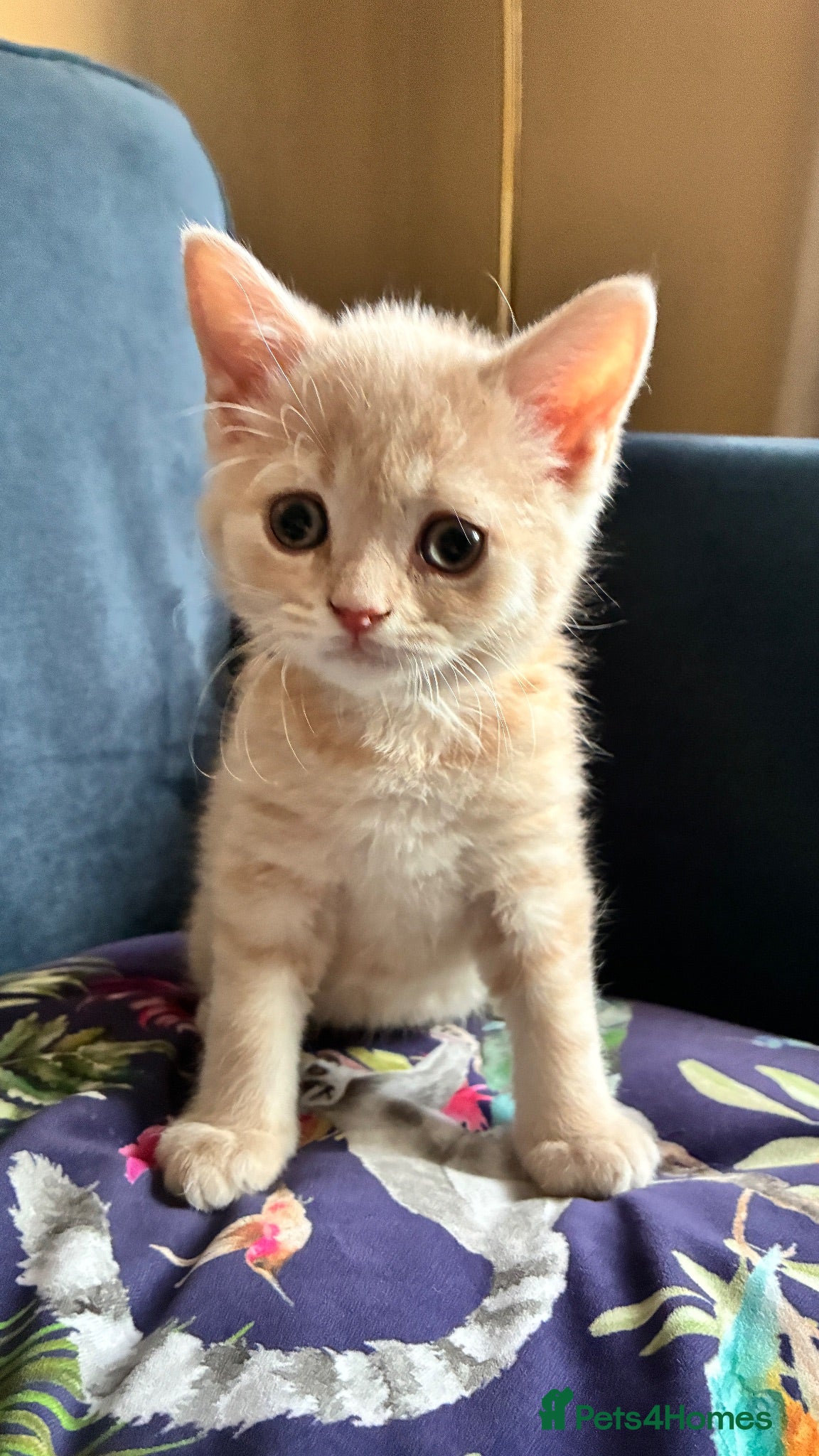Scottish Fold cats Beautiful confident Scottish Fold/straight Kittens - Advert 2