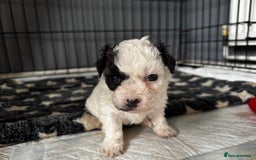 Shichon dogs for sale: 5 beautiful Shichon girls  - Image 14