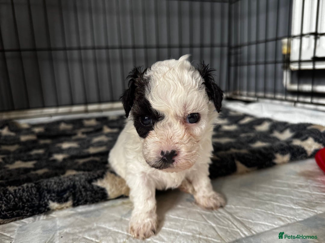 Shichon dogs for sale: 5 beautiful Shichon girls  - Image 14