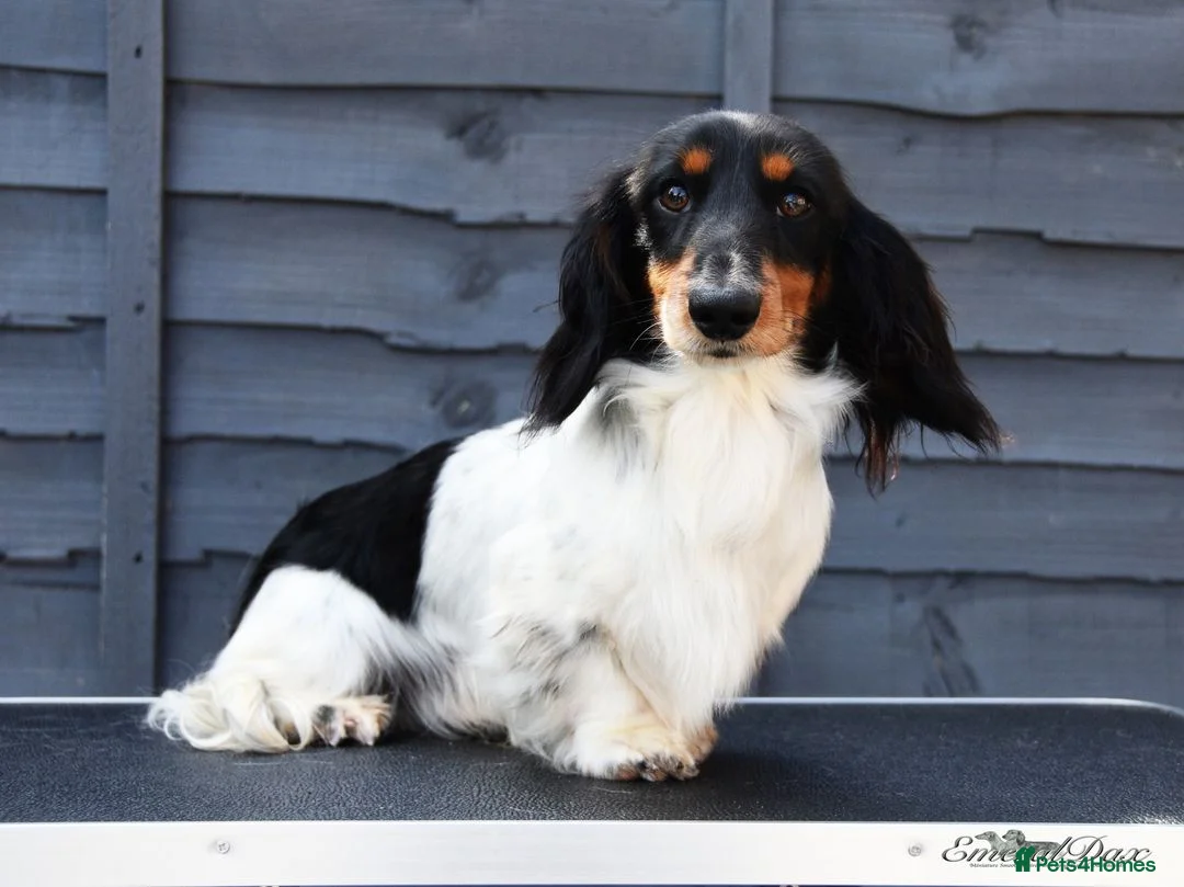 Miniature Dachshund dogs for stud: Miniature Black and Tan Piebald Stud in Rochford - Advert 5