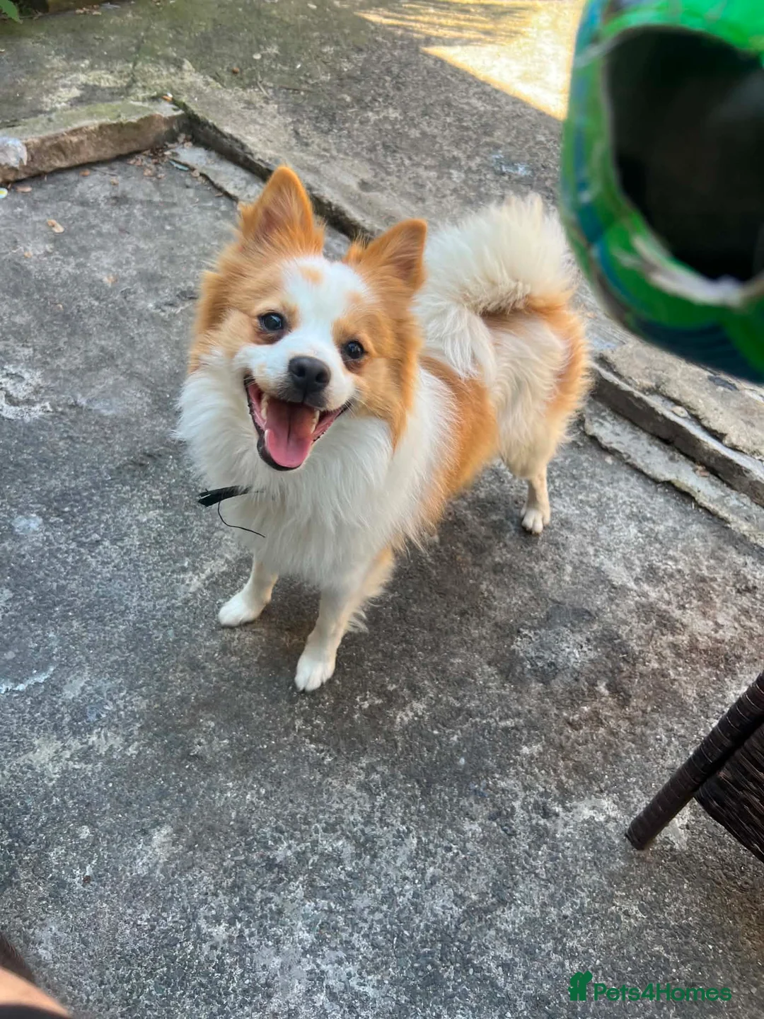German Spitz dogs for sale: German spitz  in Bradford - Advert 2