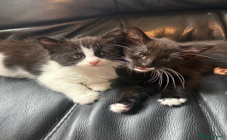 Mixed Breed cats - Advert 14