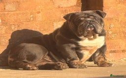 English Bulldog dogs for sale: English bulldog for sale   - Advert 4