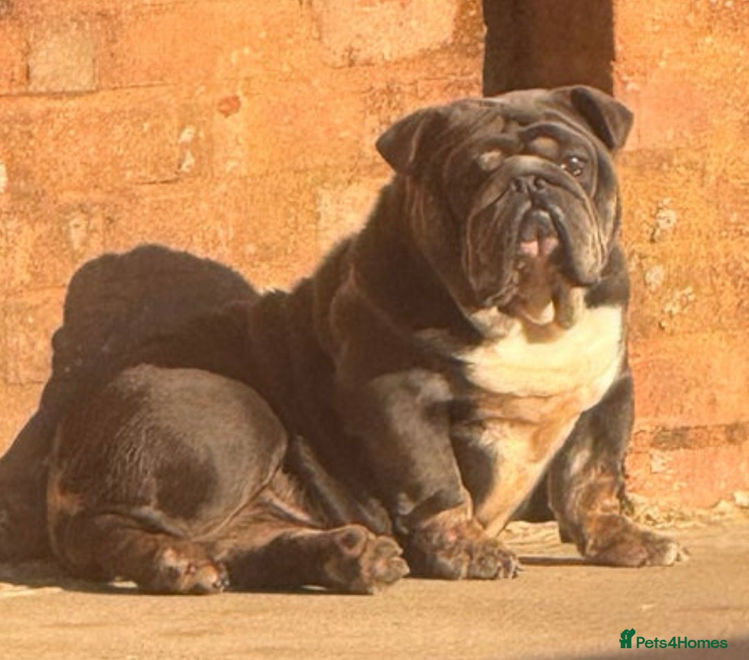 English Bulldog dogs for sale: English bulldog for sale   - Advert 4