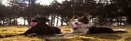 Border Collie dogs for stud: Chase border collie for stud PROVEN/HEALTH TESTED - Advert 5
