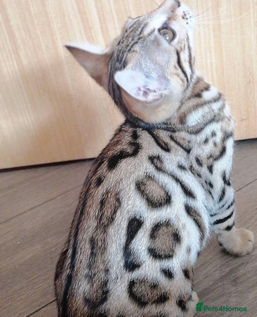 Bengal cats for sale: Adorable kittens for loving homes - Advert 3