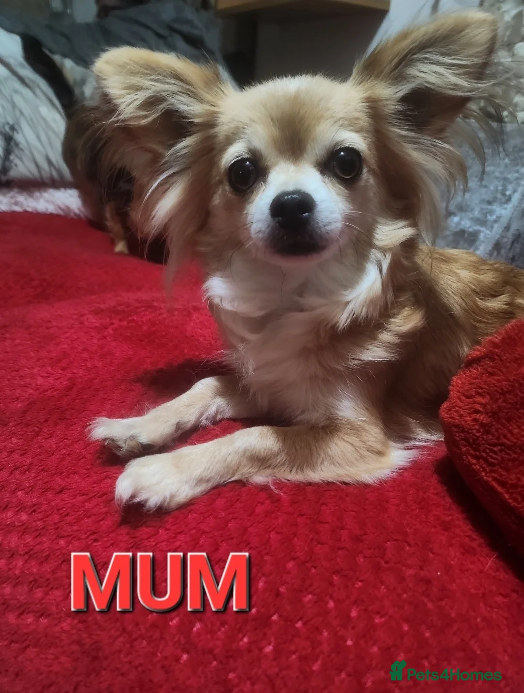 Mixed Breed dogs for sale: Looking for new laps  - Advert 1