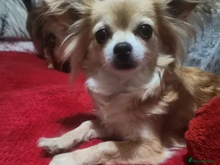 Mixed Breed dogs Looking for new laps - Advert 1