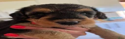 Mixed Breed dogs for sale: Airedoodles F1 airedale mum. Phantom poodle dad  - Advert 11