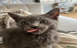 Russian Blue cats for sale: Russian blue boy cross bengal grey - Image 4