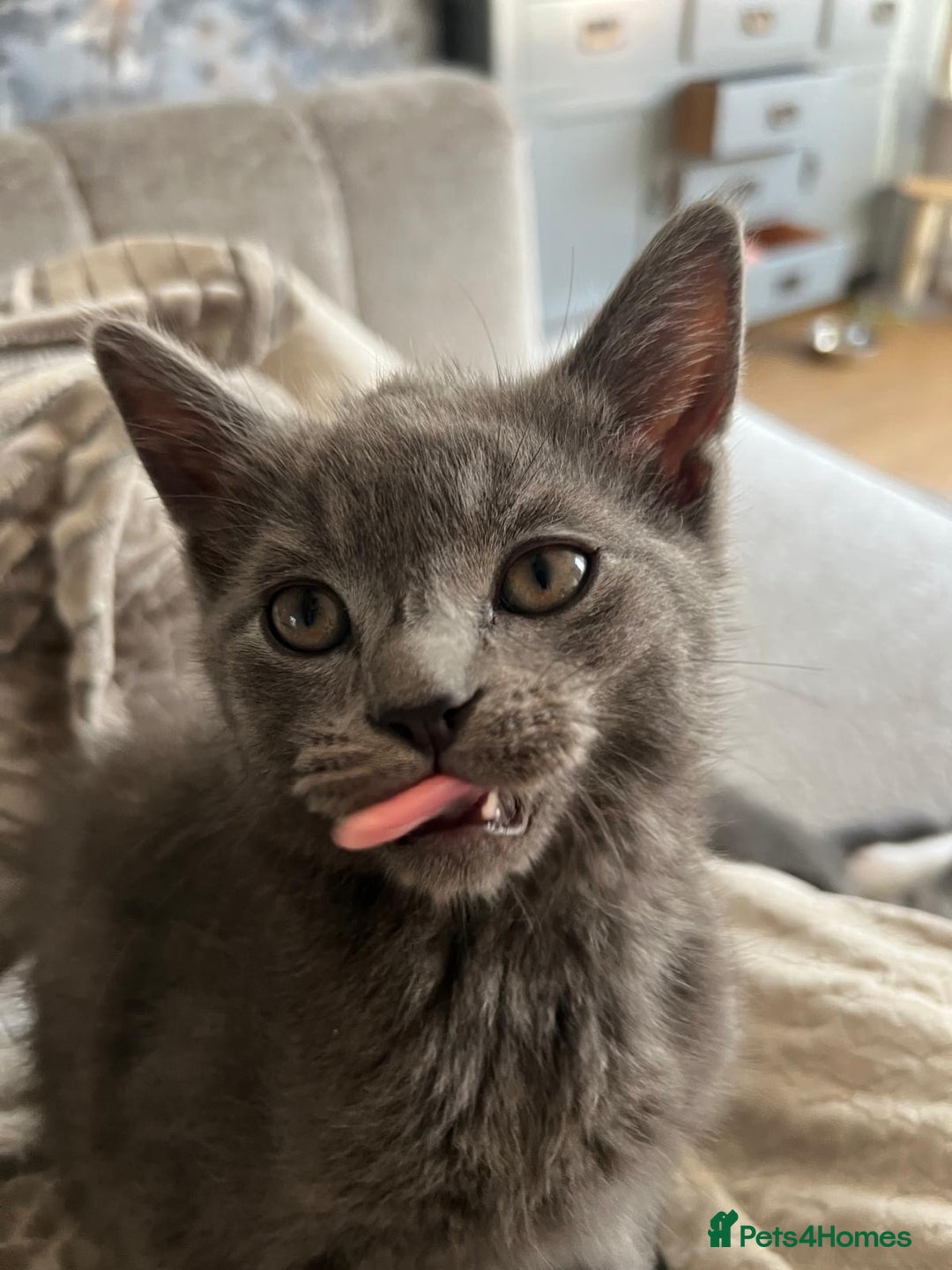 Russian Blue cats for sale: Russian blue boy cross bengal grey - Image 4