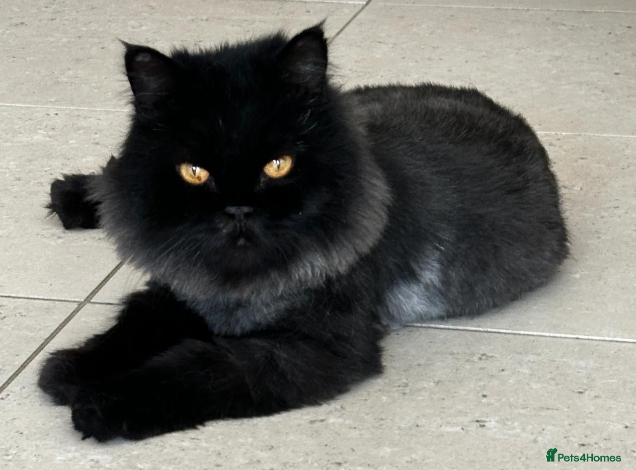 Domestic Shorthair cats Coco bean - Advert 1