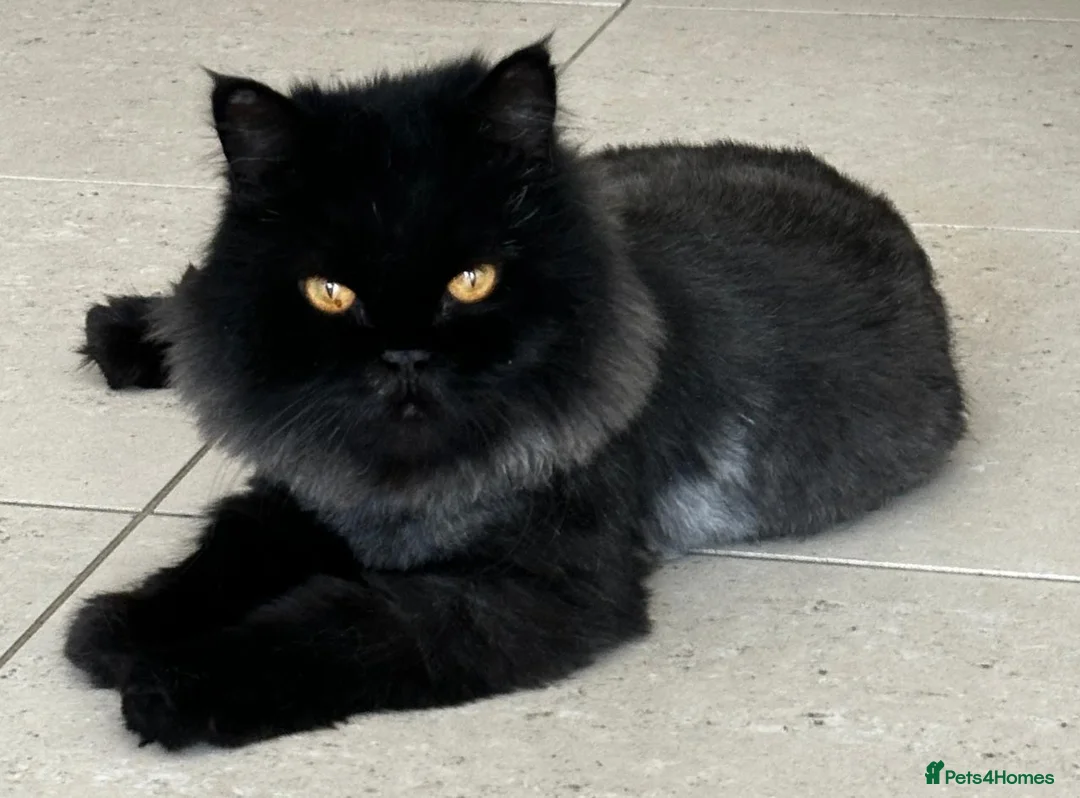 Domestic Shorthair cats for adoption: Coco bean - Advert 1