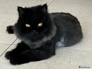 Domestic Shorthair cats Coco bean - Advert 1