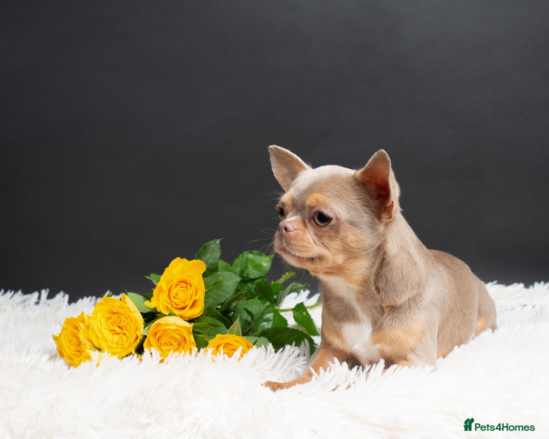 Chihuahua dogs for sale: Chihuahua Boy Looking for His Forever Home - Advert 8