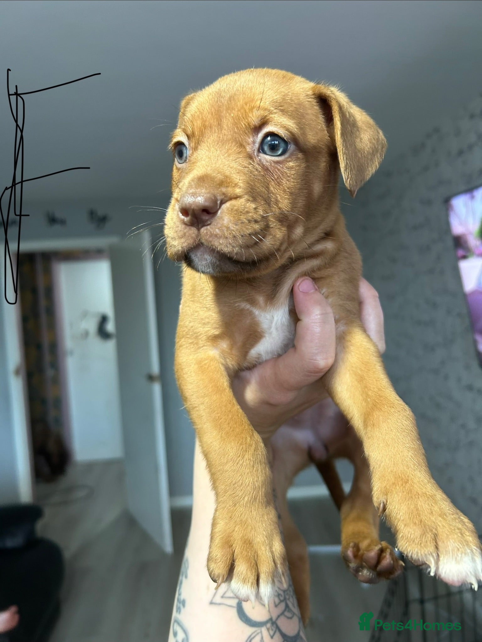 Mixed Breed dogs Beautiful pups looking for homes READY NOW! - Advert 16