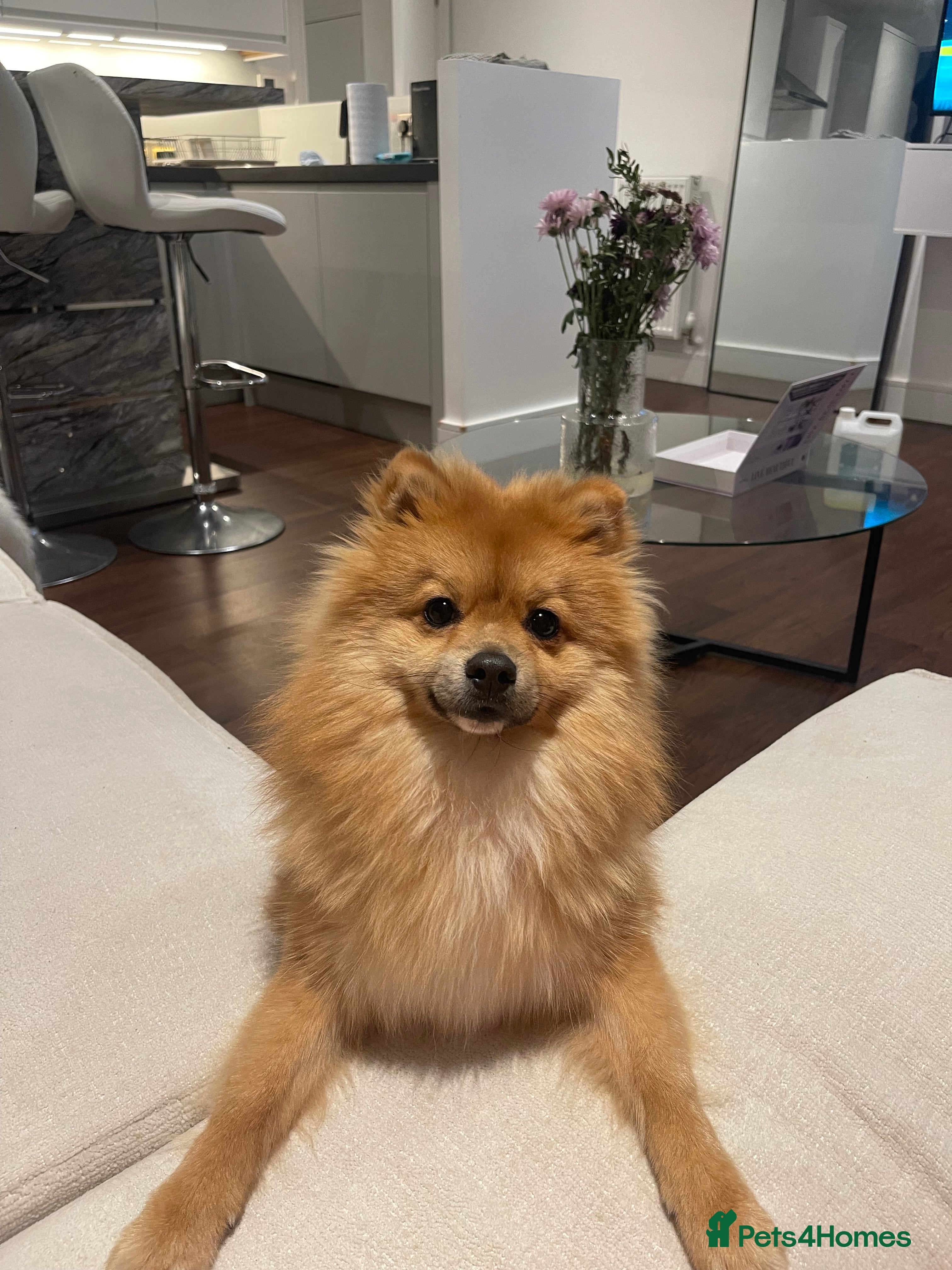 Pomeranian dogs 1 year old Pomeranian looking for his forever home - Advert 3