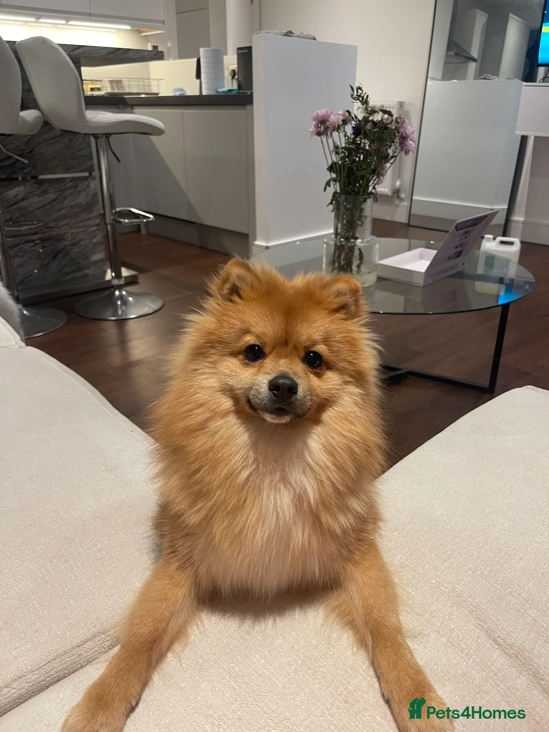 Pomeranian dogs for sale: 1 year old Pomeranian looking for his forever home - Advert 1