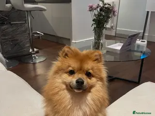 Pomeranian dogs 1 year old Pomeranian looking for his forever home - Advert 1