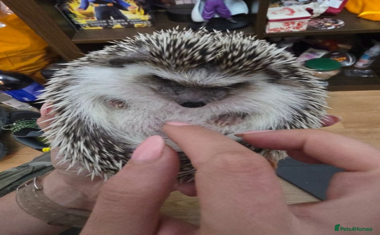 Pygmy Hedgehog rodents - Advert 1