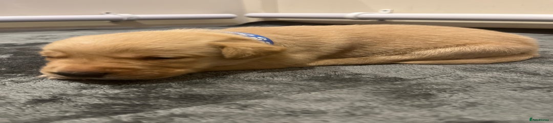 Goldador Puppy 8