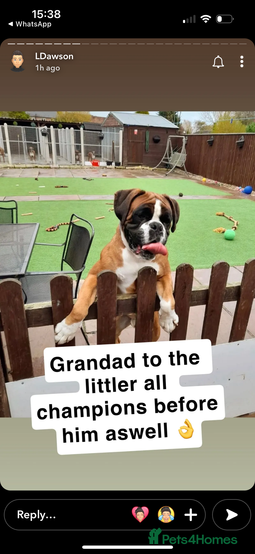 Boxer dogs for sale: Boxer puppies 5 bitches 1 boy  - Advert 2