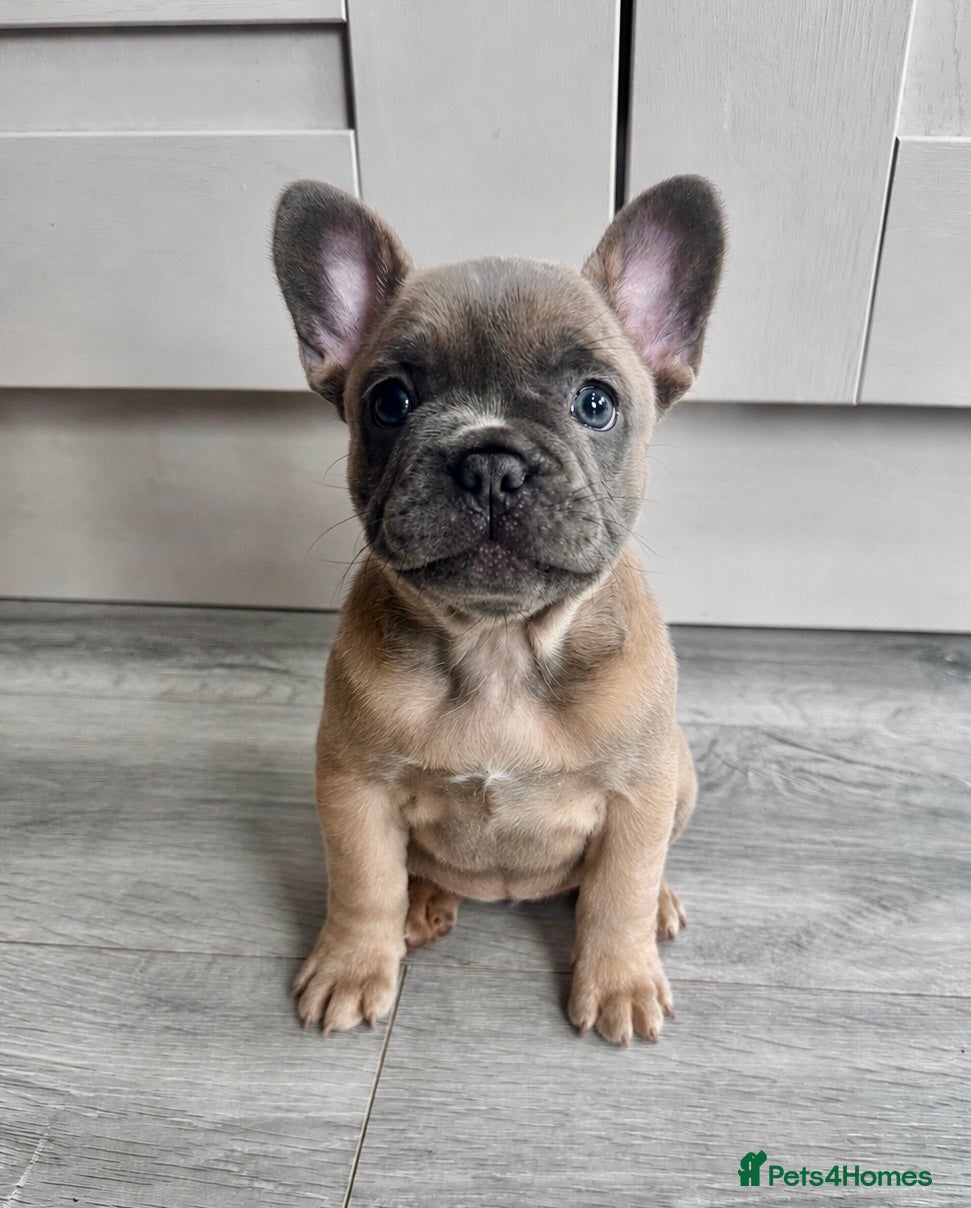 French Bulldog dogs Outstanding French Bulldog Puppies ! 🐶  - Advert 4