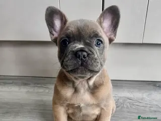 French Bulldog dogs Outstanding French Bulldog Puppies ! 🐶 - Advert 4